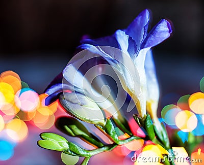 Blue freesias are creatively shot with blue lighting and bokeh in the background with soft focus Stock Photo