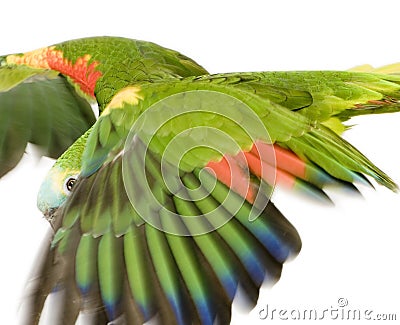 Blue-fronted Amazon Stock Photo