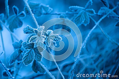 Blue frosty leaves background - Abstract Stock Photo