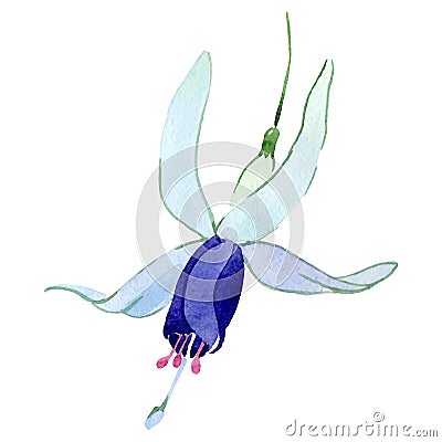 Blue fuchsia floral botanical flower. Watercolor background set. Isolated fuchsia illustration element. Cartoon Illustration