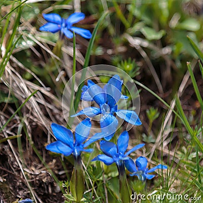 Blue Gentiana Flowers near Misurina Lake Stock Photo