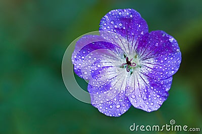 Blue Geranium or Cranesbill flower Stock Photo