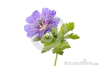 Blue geranium flower Stock Photo