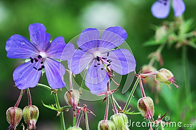 Blue Geranium pratense flower. Geranium pratense known as the meadow crane`s-bill or meadow geranium Stock Photo