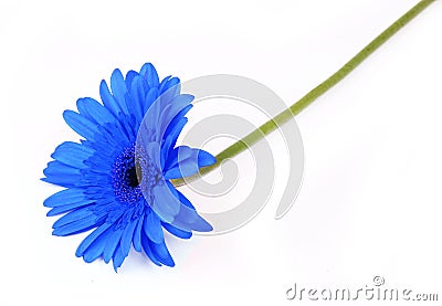 Blue gerbera flower on white Stock Photo