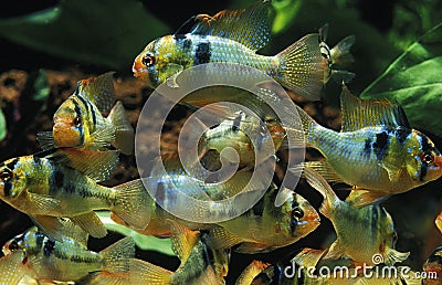 Blue German Ram, mikrogeophagus ramirezi Stock Photo