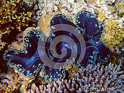 Blue Giant Clam, Maldives Stock Photo