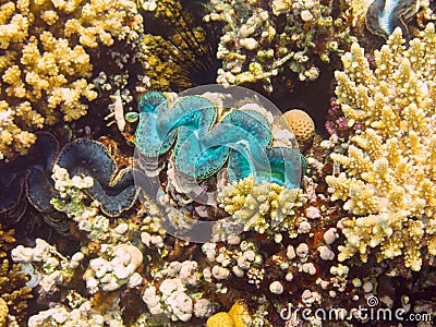 Blue Giant Clam, Red Sea, Egypt Stock Photo