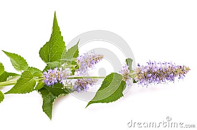 Blue giant hyssop flowers Stock Photo