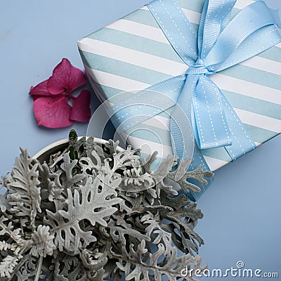 Blue gift box, hydrangea inflorescence and cineraria Stock Photo