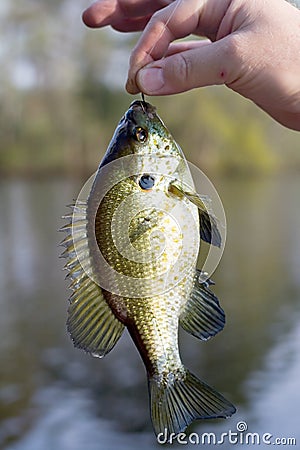 Blue Gill Stock Photo