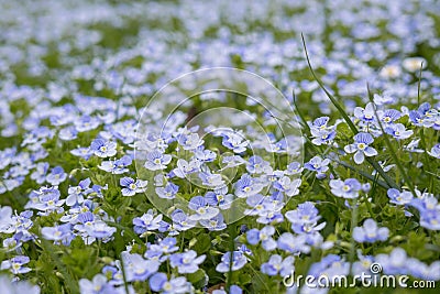 Blue Gilliflower flowers and other spring flowers in grass in garden. Stock Photo
