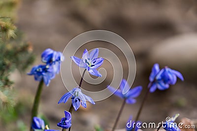 Blue Gilliflower flowers and other spring flowers in grass in garden. Stock Photo