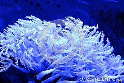 Blue Glowing Sea Coral Reef Creature Stock Photo