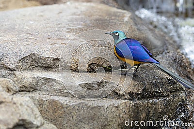 Blue and Gold colorful Gold Breasted Starling from Africa Stock Photo