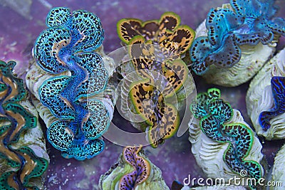 Blue Gold Giant Clams Stock Photo