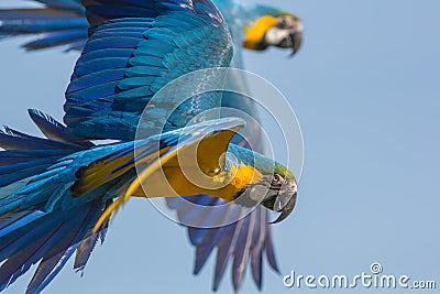 Blue and gold macaw Ara ararauna. Parrot birds flying. Wildlif Stock Photo