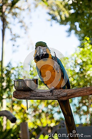 Blue and gold macaw bird Ara ararauna Stock Photo