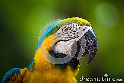 Blue & Gold Macaw parrot face Stock Photo