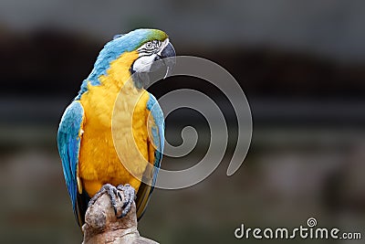 Blue and gold macaw Stock Photo