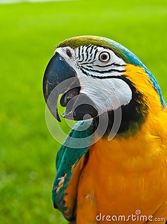 Blue, gold macaw rescued parrot Stock Photo