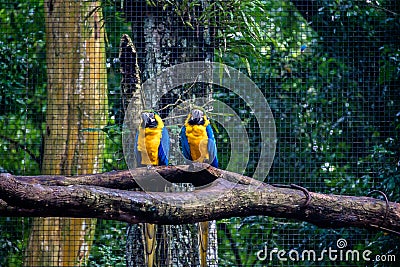 Blue and Gold Macaws at Parque das Aves - Foz do Iguacu, Parana, Brazil Stock Photo