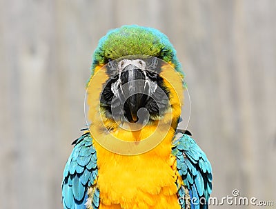 Blue and Gold / Yellow Macaw Parrot Close Up Stock Photo