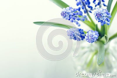 Blue grape hyacinth spring flowers Stock Photo