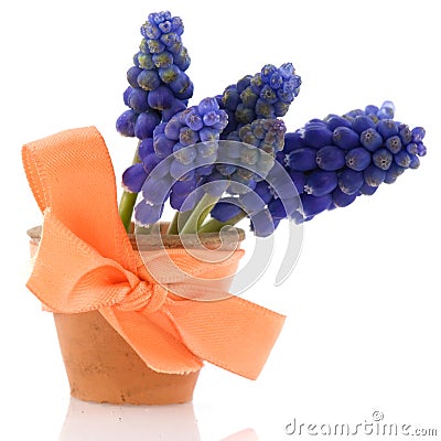 Blue grape Hyacinths Stock Photo