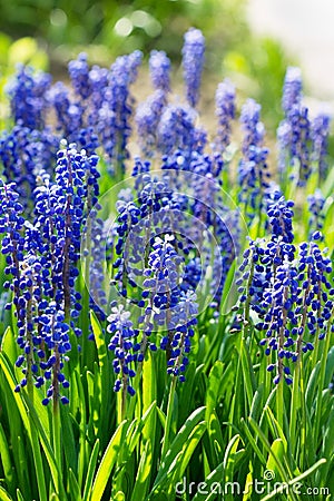 Blue grape hyacinths, muscari flowers Stock Photo