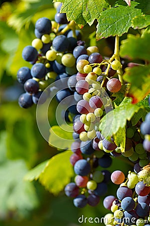 Blue grapes Stock Photo