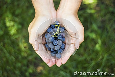 Blue grapes harvest in farmers hands on grass background Stock Photo
