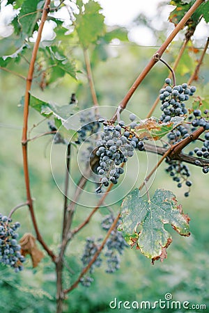 Blue grapes ripen on branches among supports in a vineyard Stock Photo