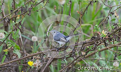 blue gray grey gnatcatcher - Polioptila caerulea - a small songbird perched on branches of camphor weed providing hiding and Stock Photo