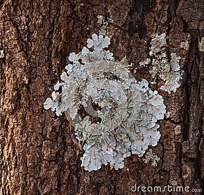 Blue-gray rosette lichen lichen growing on a tree trunk. Stock Photo