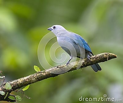 Blue-gray tanager (Thraupis episcopus) Stock Photo