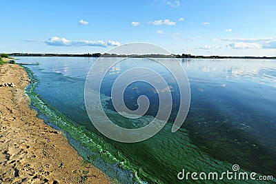 Blue green algae bloom of river in the pollution area Stock Photo
