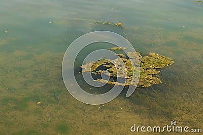 Blue-green algae Cyanobacteria blooming in polluted water Stock Photo