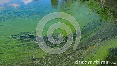 Blue-green algae (Microcystis aeruginosa) blooms in Yalpug lake, Ukraine Stock Photo