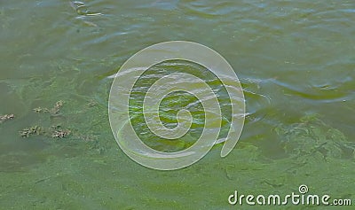 Blue-green algae (Microcystis aeruginosa) blooms in Yalpug lake, Ukraine Stock Photo