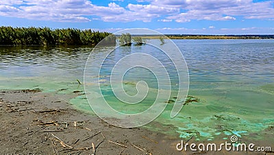 Blue-green algae (Microcystis aeruginosa) blooms in Yalpug lake, Ukraine Stock Photo