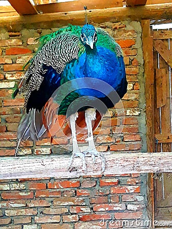 Bird type, beautiful colors,photographed in an ethno village in the town of Kragujevac in Serbia Stock Photo