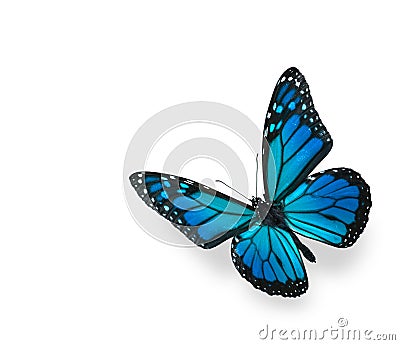 Blue Green Butterfly Isolated on White Stock Photo