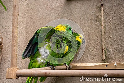 Blue Green conure birds cuddling in zoo exhibit Stock Photo