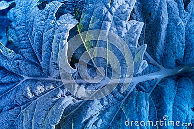 Blue green leaf toned image of plant leaves with frozen frost effect in detail Stock Photo