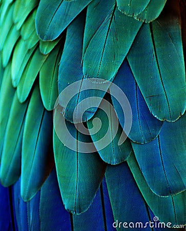 Blue/Green Macaw Feathers Stock Photo