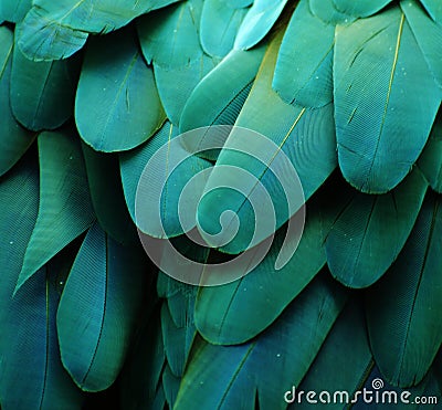 Blue/Green Macaw Feathers Stock Photo