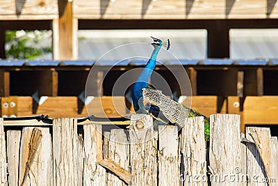 A Blue Green Peacock Singing Stock Photo