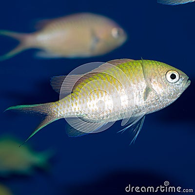 Green / Blue Chromis Closeup Stock Photo