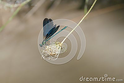 Blue green zygoptera dragonfly resting Stock Photo
